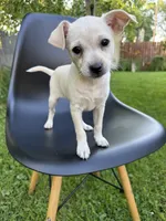 Blondy, a female Chihuahua for sale in Chesterfield, MI – 4 of 8