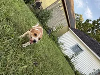 Jimmy, a male Jack Russell Terrier and Chihuahua for sale in Chesterfield, MI – 6 of 10