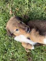 Bruno, a male Collie and German Shepherd Dog for sale in Chesterfield, MI – 5 of 10