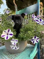 Meat bone, a male Chihuahua for sale in Chesterfield, MI – 3 of 9