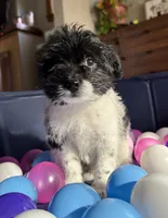 Booger, a male Pomeranian and Poodle - Miniature  for sale in Chesterfield, MI – 6 of 10