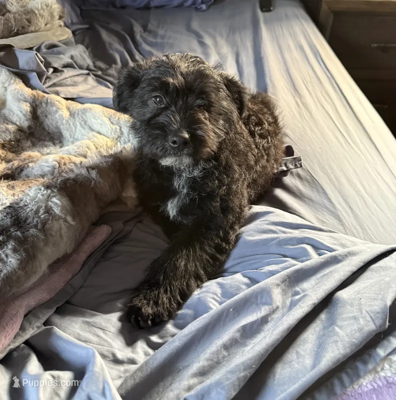 Brutus  – Australian Cattle Dog, Poodle - Miniature  puppy for sale in Chesterfield, MI
