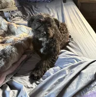 Brutus , a male Australian Cattle Dog and Poodle - Miniature  for sale in Chesterfield, MI – 9 of 10