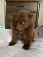 Bentley fuzBunz, a male Pomeranian for sale in Chesterfield, MI – 2 of 10