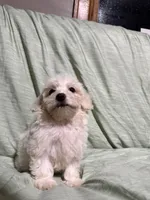 Stella, a female Poodle - Miniature  for sale in Chesterfield, MI – 8 of 8