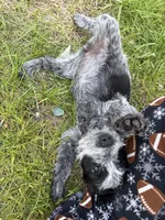 Sammy, a female Australian Cattle Dog and Poodle - Miniature  for sale in Chesterfield, MI – 10 of 10