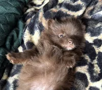 Bentley fuzBunz, a male Pomeranian for sale in Chesterfield, MI – 6 of 10