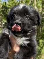 Baby toothless, a male Australian Shepherd and Yorkshire Terrier for sale in Chesterfield, MI – 2 of 10