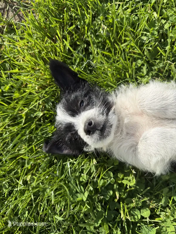 Doug – Chihuahua, Yorkshire Terrier puppy for sale in Chesterfield, MI