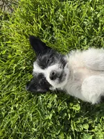 Doug, a male Chihuahua and Yorkshire Terrier for sale in Chesterfield, MI – 1 of 6