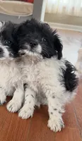 Booger, a male Pomeranian and Poodle - Miniature  for sale in Chesterfield, MI – 2 of 10