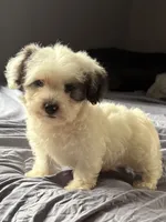 Otto, a male Poodle - Miniature  for sale in Chesterfield, MI – 5 of 10