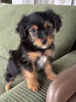 Snickers, a female Yorkshire Terrier and Toy Australian Shepherd for sale in Chesterfield, MI – 9 of 10