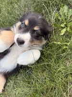 Stella , a female Australian Shepherd for sale in Chesterfield, MI – 9 of 9