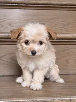 Oogie, a female Pomeranian and Poodle - Miniature  for sale in Chesterfield, MI – 8 of 10