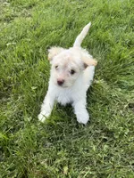 Casper, a male Pomeranian and Poodle - Miniature  for sale in Chesterfield, MI – 5 of 10