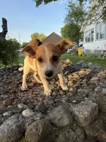 Jimmy, a male Jack Russell Terrier and Chihuahua for sale in Chesterfield, MI – 4 of 10