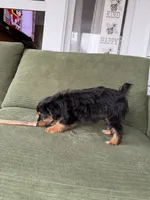 Snickers, a female Yorkshire Terrier and Toy Australian Shepherd for sale in Chesterfield, MI – 10 of 10