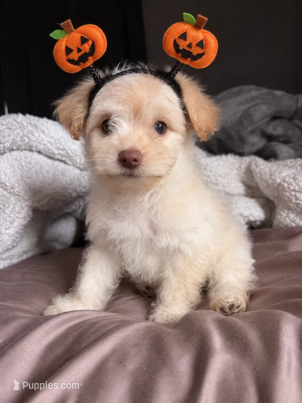 Casper – Pomeranian, Poodle - Miniature  puppy for sale in Chesterfield, MI