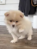 Rico fuz, a male Pomeranian for sale in Chesterfield, MI – 5 of 10