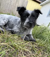Sammy, a female Australian Cattle Dog and Poodle - Miniature  for sale in Chesterfield, MI – 9 of 10
