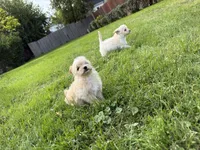Oogie, a female Pomeranian and Poodle - Miniature  for sale in Chesterfield, MI – 9 of 10