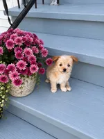 Oogie, a female Pomeranian and Poodle - Miniature  for sale in Chesterfield, MI – 7 of 10
