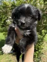 Baby toothless, a male Australian Shepherd and Yorkshire Terrier for sale in Chesterfield, MI – 4 of 10