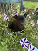 Meat bone, a male Chihuahua for sale in Chesterfield, MI – 6 of 9