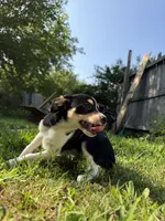 Larry, a male Chihuahua for sale in Chesterfield, MI – 4 of 9