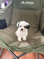 Otto, a male Poodle - Miniature  for sale in Chesterfield, MI – 10 of 10