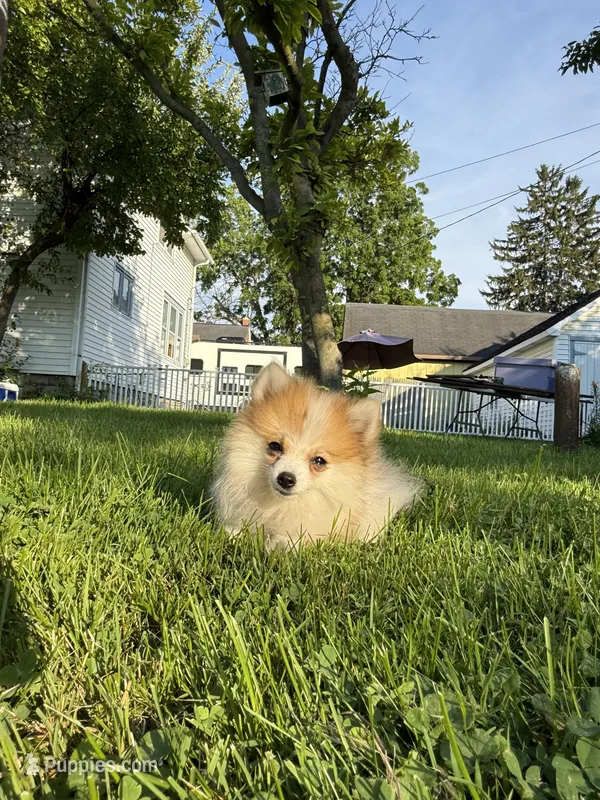 Diva – Pomeranian puppy for sale in Chesterfield, MI