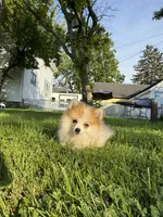 Diva, a female Pomeranian for sale in Chesterfield, MI – 1 of 5