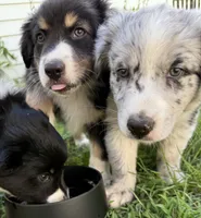 Echo, a female Australian Shepherd and Bernese Mountain Dog for sale in Chesterfield, MI – 3 of 8