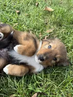 Bruno, a male Collie and German Shepherd Dog for sale in Chesterfield, MI – 9 of 10