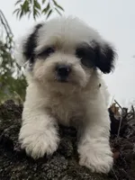 Otto, a male Poodle - Miniature  for sale in Chesterfield, MI – 3 of 10