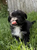 Baby toothless, a male Australian Shepherd and Yorkshire Terrier for sale in Chesterfield, MI – 1 of 10