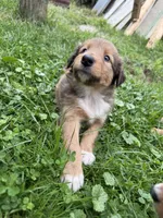 Dolly, a female Collie and German Shepherd Dog for sale in Chesterfield, MI – 4 of 7