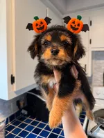 Snickers, a female Yorkshire Terrier and Toy Australian Shepherd for sale in Chesterfield, MI – 1 of 10