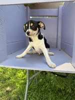 Larry, a male Chihuahua for sale in Chesterfield, MI – 3 of 9