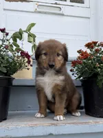 Bruno, a male Collie and German Shepherd Dog for sale in Chesterfield, MI – 7 of 10
