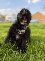 Brutus , a male Australian Cattle Dog and Poodle - Miniature  for sale in Chesterfield, MI – 10 of 10
