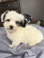 Otto, a male Poodle - Miniature  for sale in Chesterfield, MI – 8 of 10