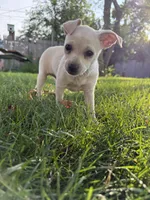 Blondy, a female Chihuahua for sale in Chesterfield, MI – 3 of 8