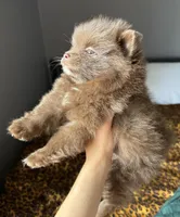 Bentley fuzBunz, a male Pomeranian for sale in Chesterfield, MI – 4 of 10