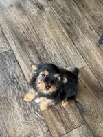 Snickers, a female Yorkshire Terrier and Toy Australian Shepherd for sale in Chesterfield, MI – 5 of 10