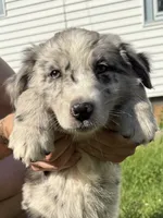 Echo, a female Australian Shepherd and Bernese Mountain Dog for sale in Chesterfield, MI – 5 of 8