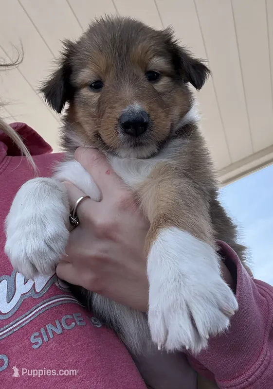 Dolly – Collie, German Shepherd Dog puppy for sale in Chesterfield, MI