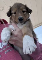 Dolly, a female Collie and German Shepherd Dog for sale in Chesterfield, MI – 1 of 7