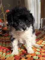 Booger, a male Pomeranian and Poodle - Miniature  for sale in Chesterfield, MI – 3 of 10